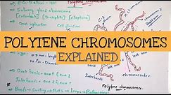Polytene chromosomes in drosophila || Giant chromosomes || By Phanindra guptha