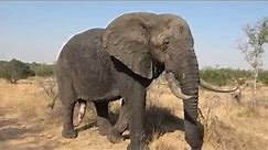 Well-endowed monster bull elephant, Kruger National Park