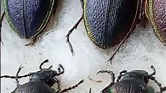 Collection of Insects: Ground Beetles, Carabus, Carabidae, Coleoptera. Kyiv, Ukraine. Entomology.