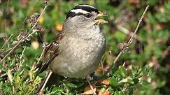 White-crowned Sparrow sings on Little Sur Manzanita