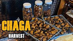 Hunting For Chaga What is Chaga & Sustainable Foraging & Harvest of Chaga Mushroom For Medicinal Tea