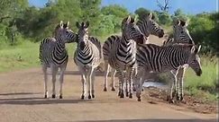 zebra herd drinking water