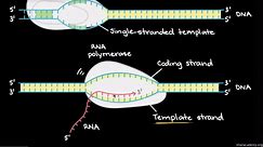 DNA transcription and mRNA processing