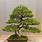 árbol Bonsai