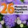 26 Mosquito Repellent Plants