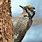 3 Toed Woodpecker