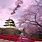 4K Cherry Blossom Trees Japan