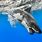 4K Shark Wallpaper HD