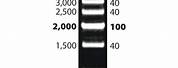 500 BP DNA Ladder