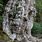 7000 Year Old Cedar Tree