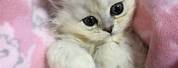 91 Cutest Kittens
