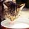 A Cat Drinking Milk