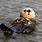 A Sea Otter