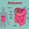 Abdomen Anatomy Human Body