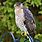 Accipiter Hawk Pictures