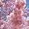 Accolade Cherry Blossom Tree