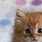 Adorable Cute Cat Backgrounds