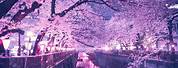 Aesthetic Cherry Blossom Wallpaper Night