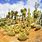 African Cactus Plant