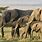 African Savanna Elephant Habitat