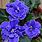 African Violet Flower