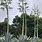 Agave Plant Florida