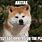 Akita Dog Meme