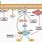 Akt Signaling Pathway