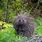 Alaska Porcupine