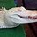 Albino Gator