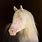 Albino Horse
