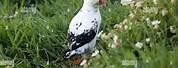 Albino Puffin Skomer