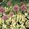 Allium Hirtifolium