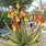Aloe Vera Flower
