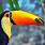 Amazing Animals Tropical Birds