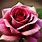 Amazing Rose Flowers