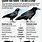 American Crow vs Raven