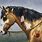American Indian War Horse