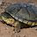 American Mud Turtle