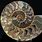 Ammonite Shell Fossil