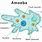 Amoeba Anatomy