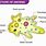 Amoeba Diagram