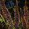Amorpha Fruticosa Plants