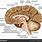 Anatomia Cerebro