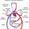 Anatomia Sistema Circulatorio