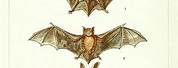 Anatomical Bat Illustration