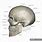 Anatomical Skull