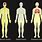 Anatomy Human Body Systems