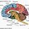 Anatomy Human Brain Diagram Labeled