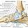 Anatomy of Heel and Ankle